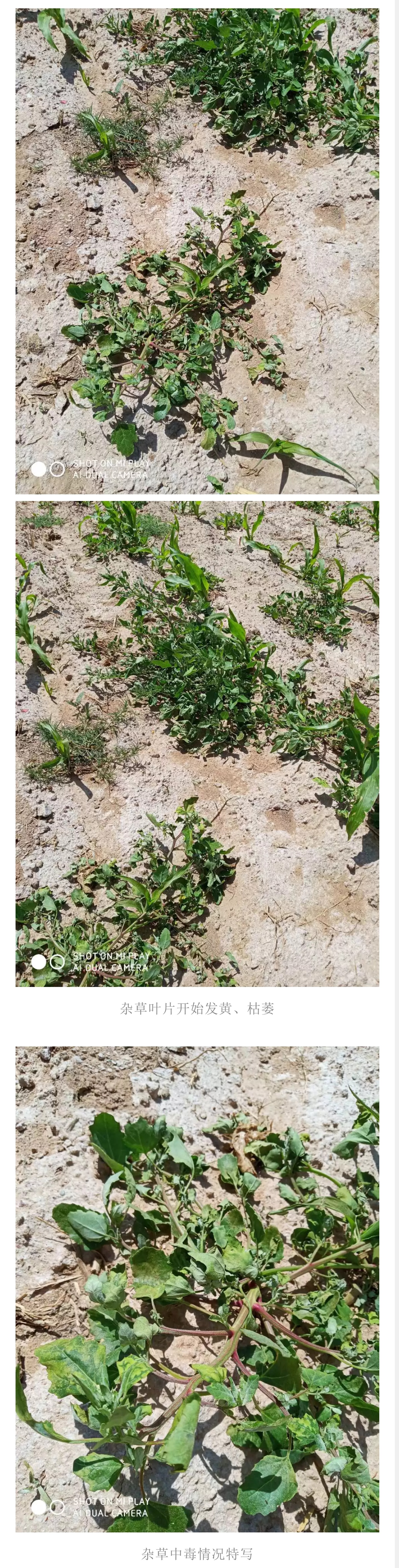 飞防高浓度,飞防7天效果