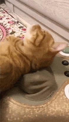 猫咪与自家小猫相处之道,怎么吸引猫咪让猫咪一直在你身边