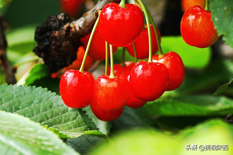 樱桃采摘园西安白鹿仓,摘樱桃西安的去处