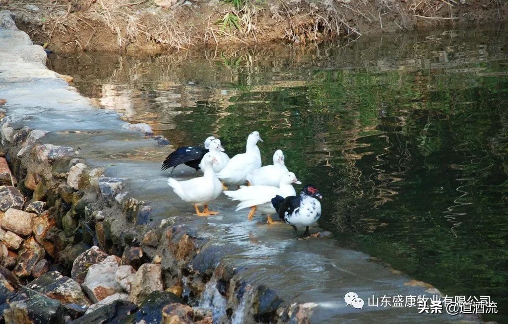 鸭子烂嘴是什么病,鸭子烂嘴巴什么原因