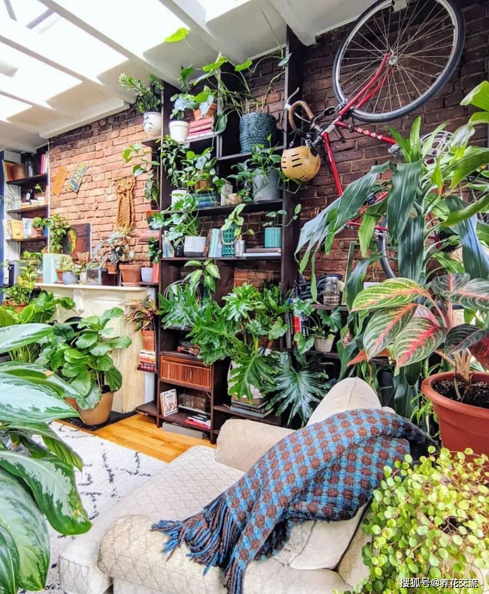 装饰高级感家里绿植推荐,室内装饰花卉及盆景植物