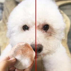 如何养好一只比熊犬这5点很关键,超小体比熊犬智商会不会差点