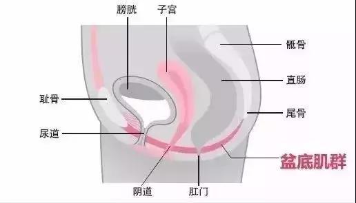 ella产后修复动作,ella产后漏尿做的什么手术
