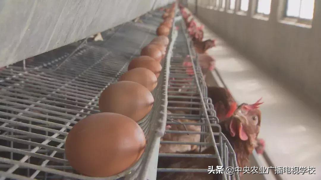 母鸡下软壳蛋吃什么改善,母鸡下软壳蛋怎么补救