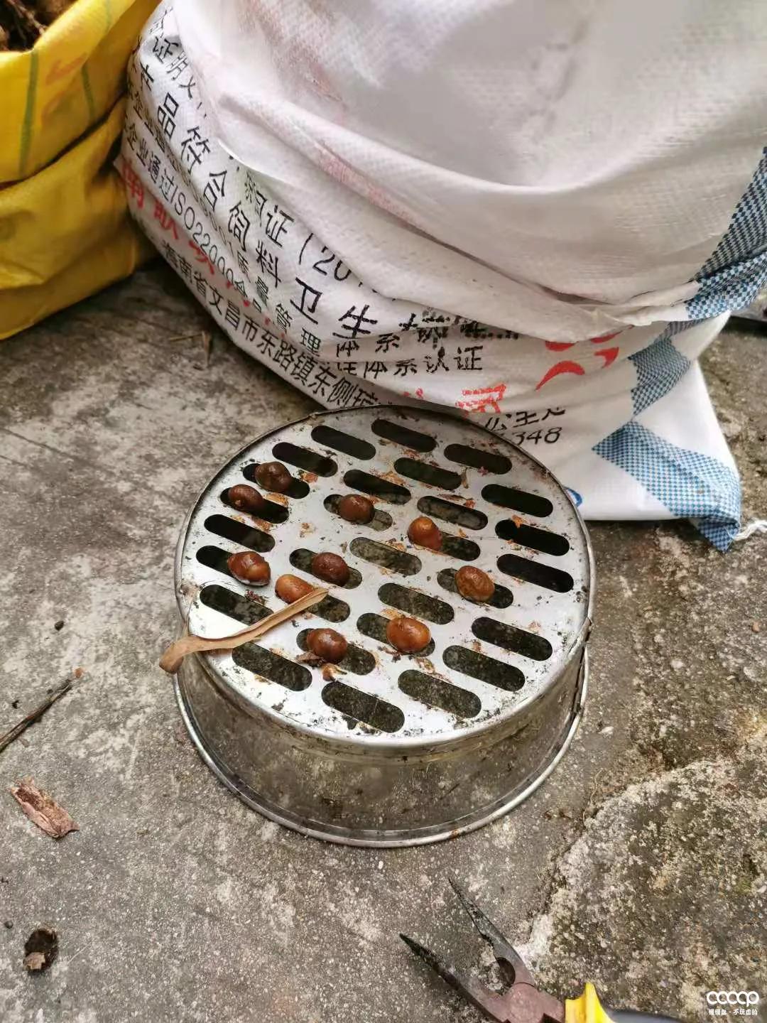 星月五指山料和毛感料区别,海南毛感星月介绍