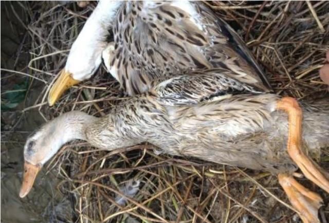 鸭子几天不死表示可以活下来了,鸭子无缘无故死了还吐水