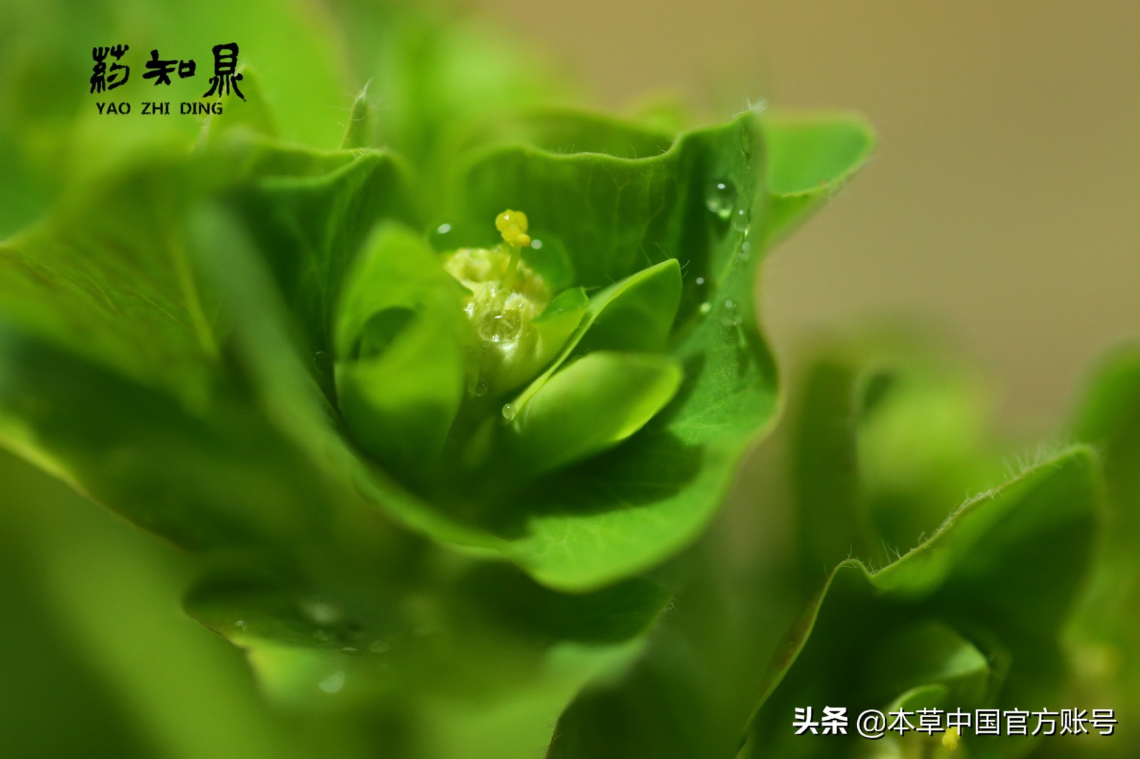 【本草百科·药知鼎——狼毒】花美却是恶毒之药，杀飞鸟走兽