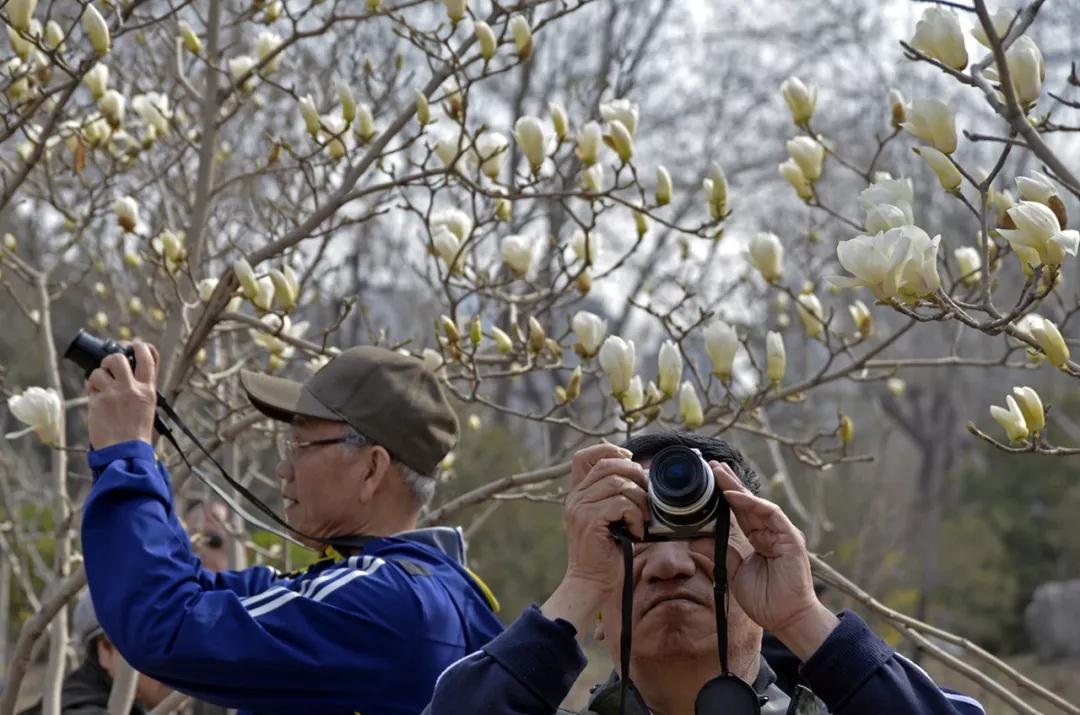 天津春天最美的花园,天津春天去赏花