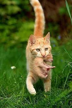 母猫在什么情况下会叼着宝宝挪窝,母猫没精神控制不了大小便