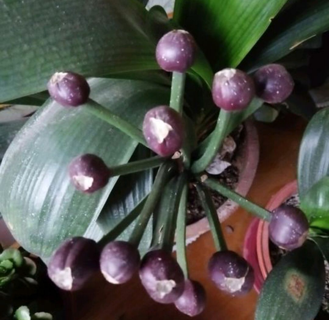 君子兰授粉后怎样判断授粉成功,君子兰是自然授粉还是人工授粉