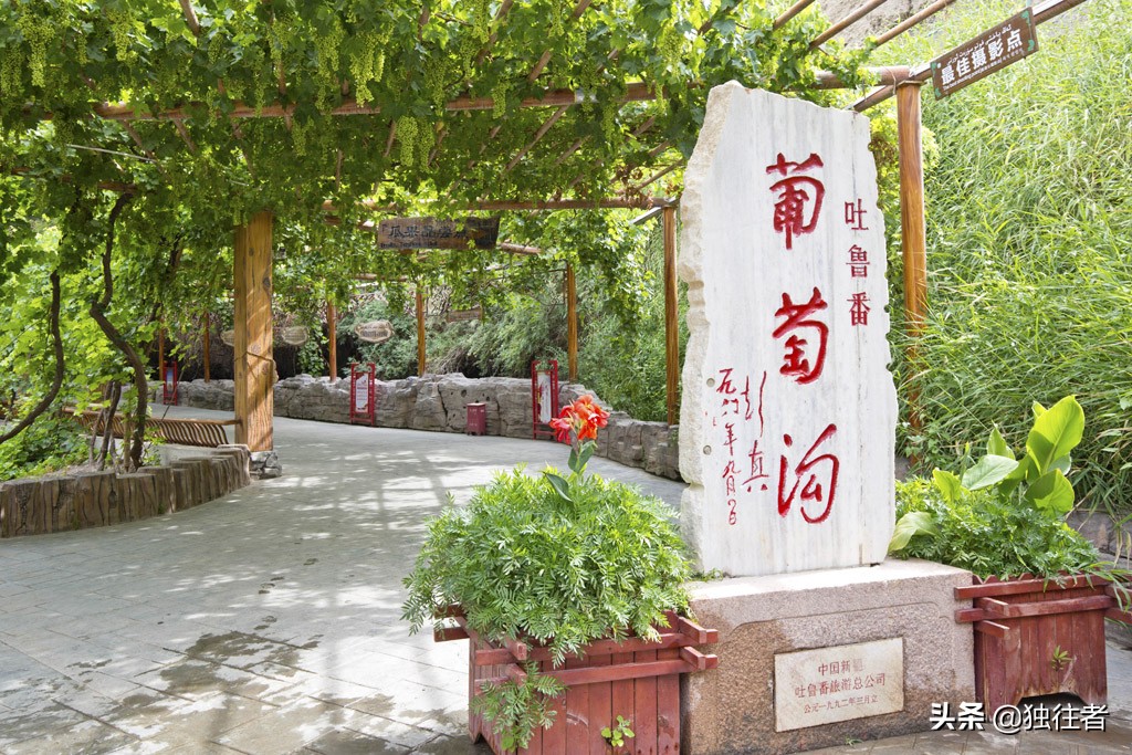 新疆吐鲁番葡萄沟葡萄视频,吐鲁番葡萄沟的葡萄