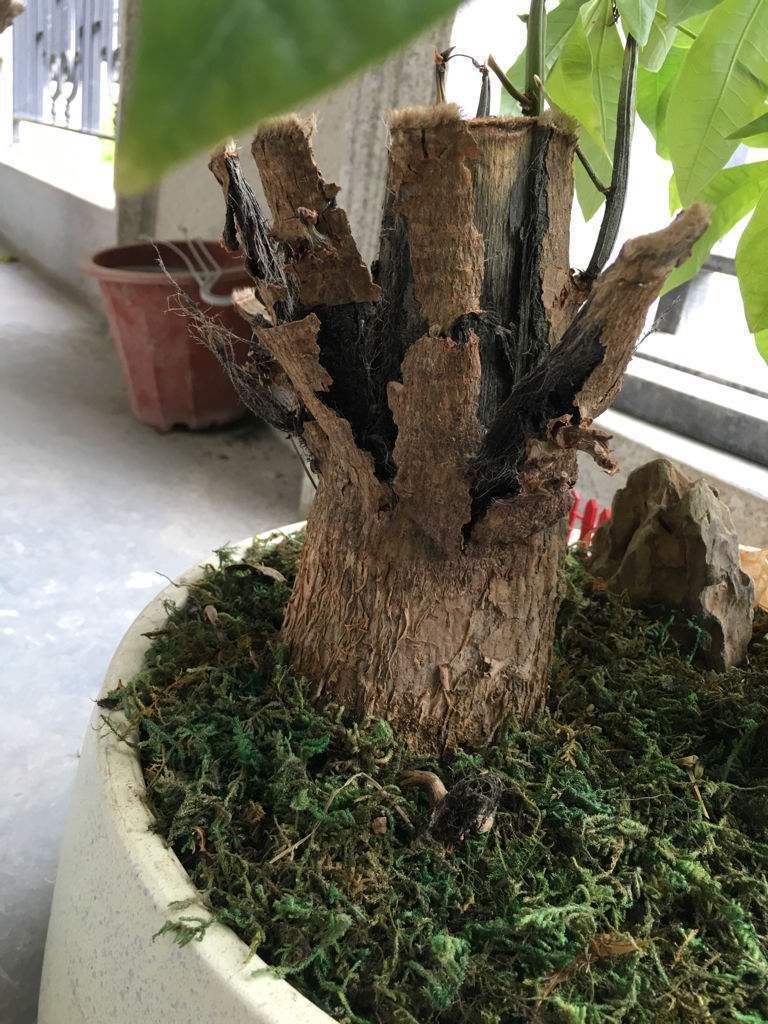 发财树枯萎了应该怎么救活,发财树干枯要不要扔掉