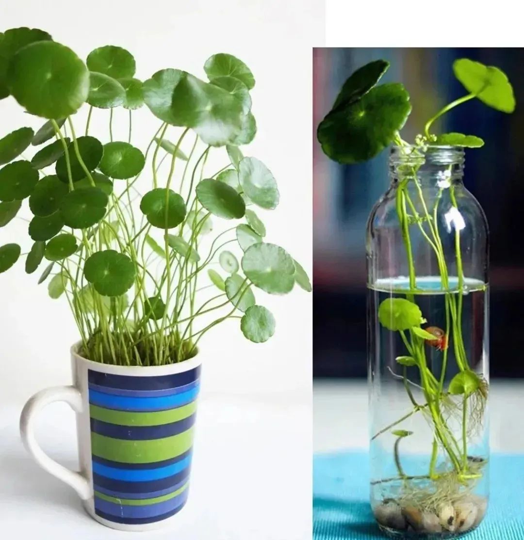 水培绿植水浑浊用什么药,水培植物是酸性还是碱性