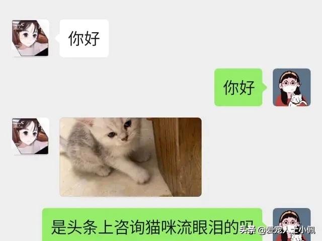 猫咪流眼泪很多其他都是正常的,猫咪为什么会无缘无故的流眼泪呢