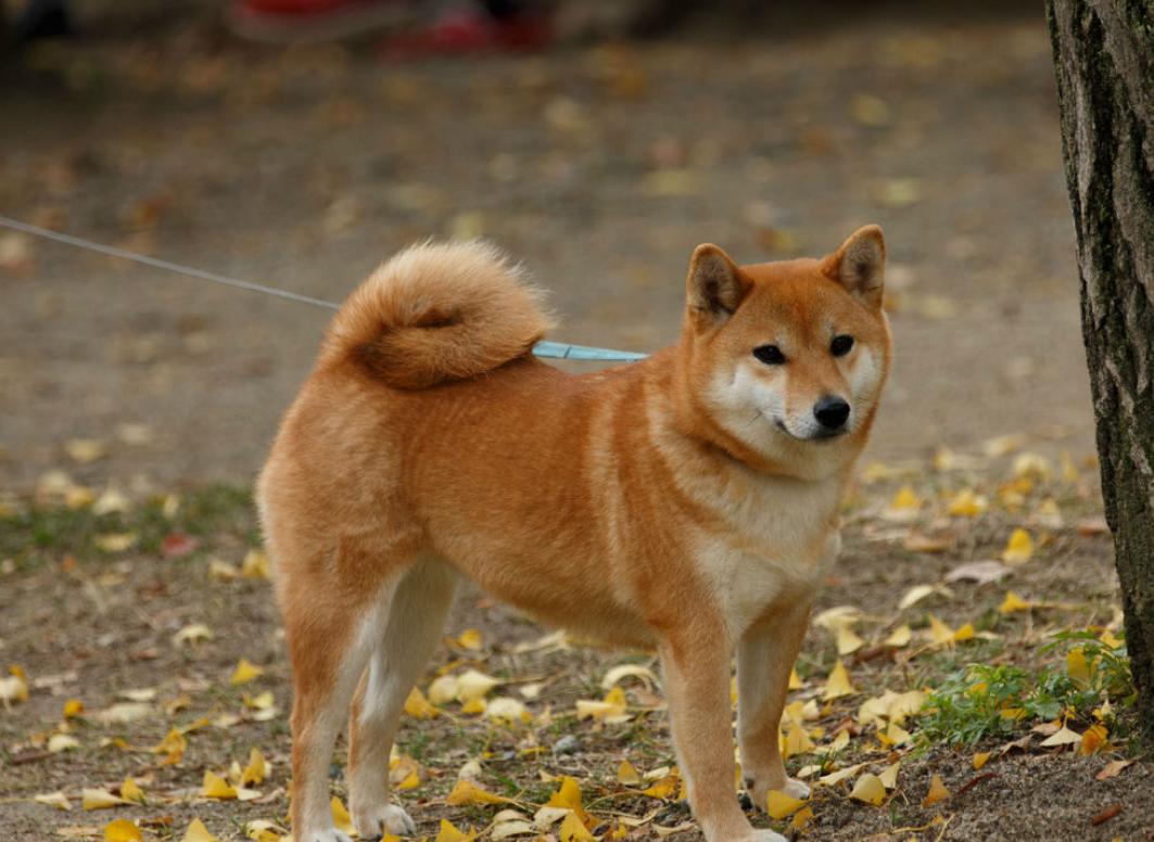 柴犬不听话是什么原因,柴犬零食给多了不听话了怎么办