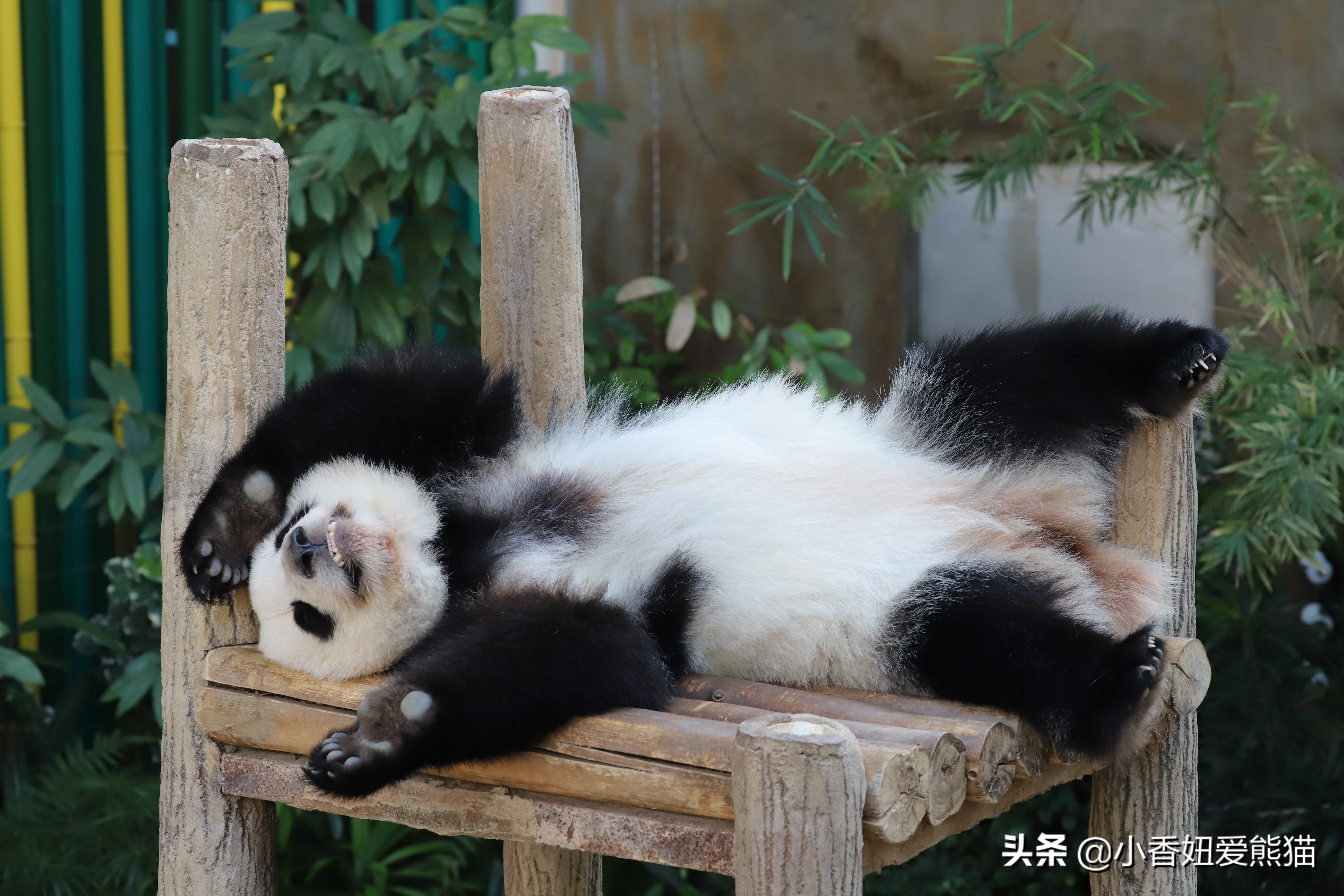 马来西亚大熊猫谊谊出生,熊猫谊谊小时候的照片