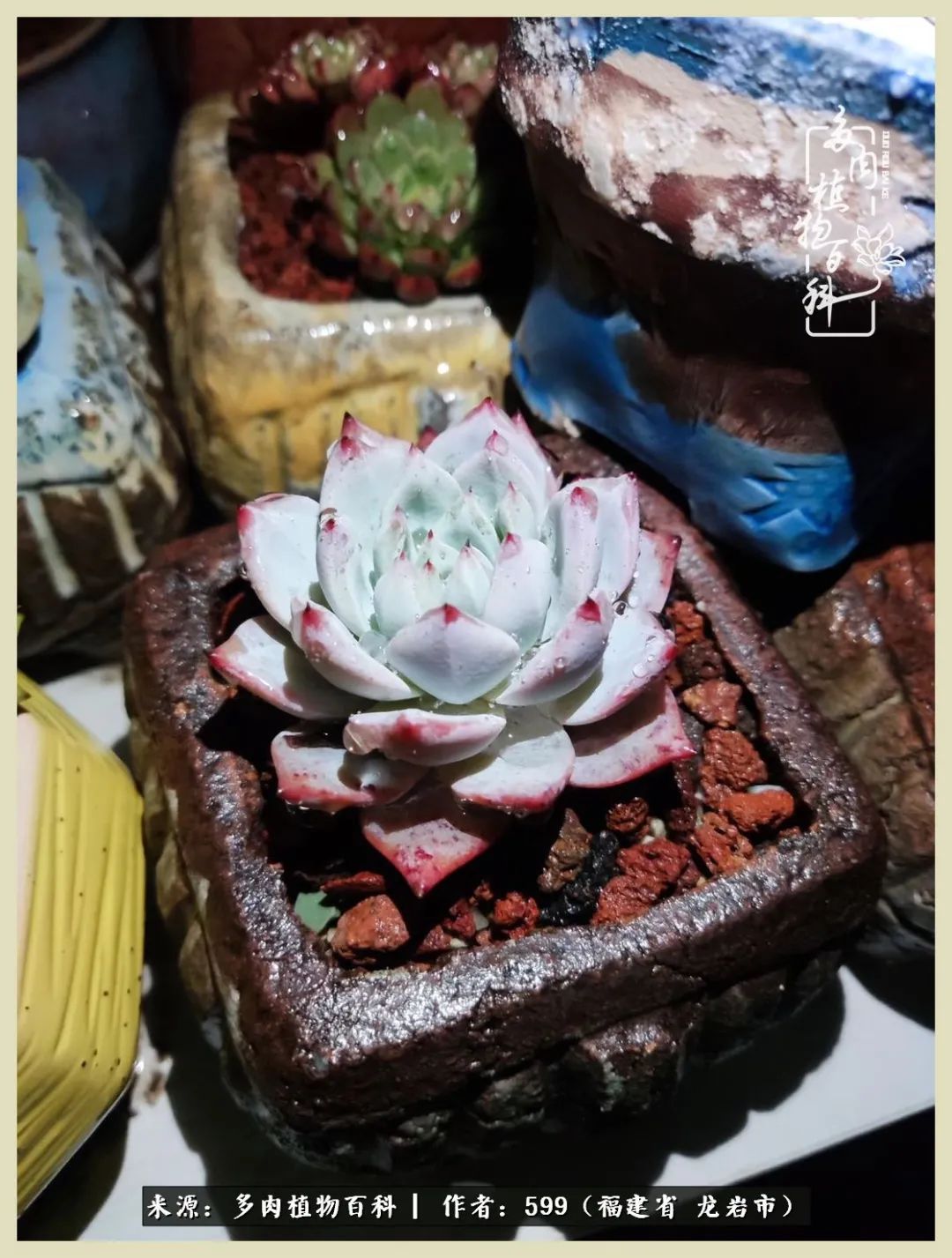 生活需要努力也需要花草,所有的热爱都需要不遗余力图片