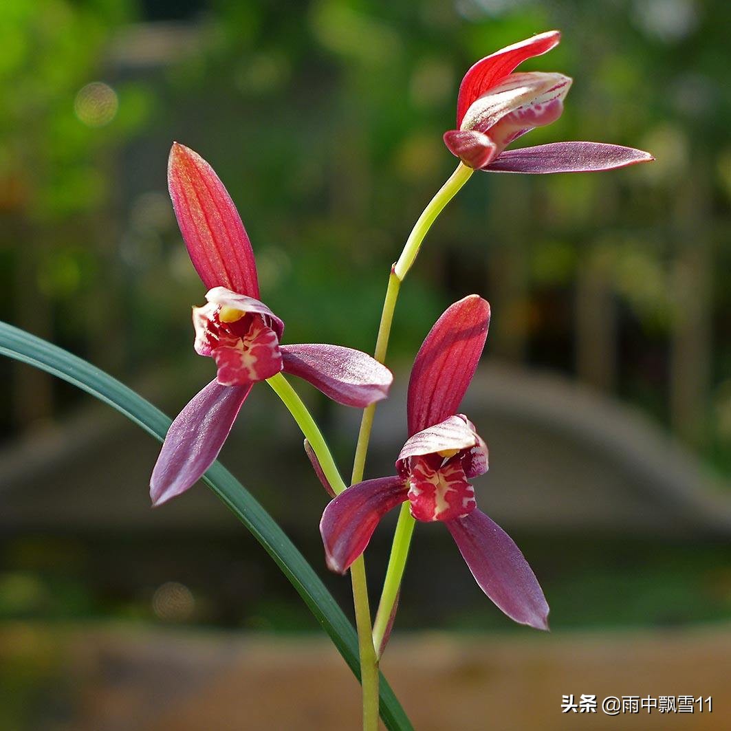 建兰习性和养护,建兰的养护和管理方法