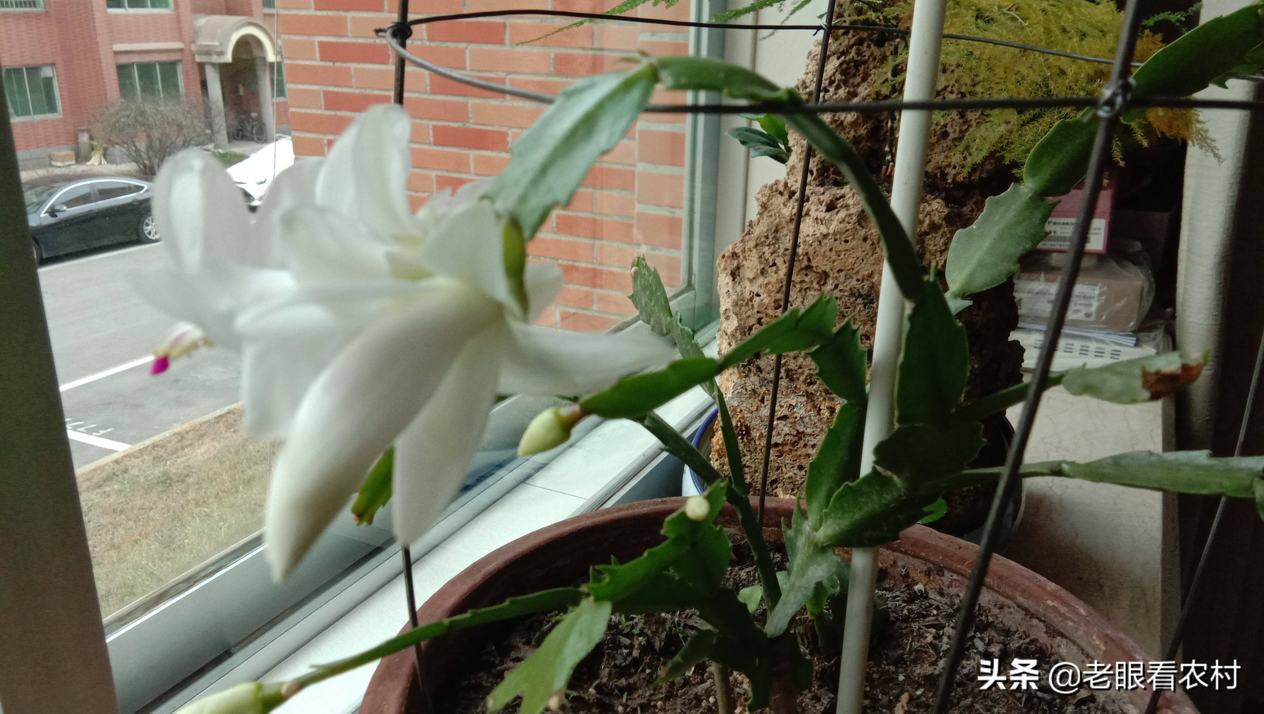 蟹爪兰仙人指的养殖方法,蟹爪兰花卉怎样养护