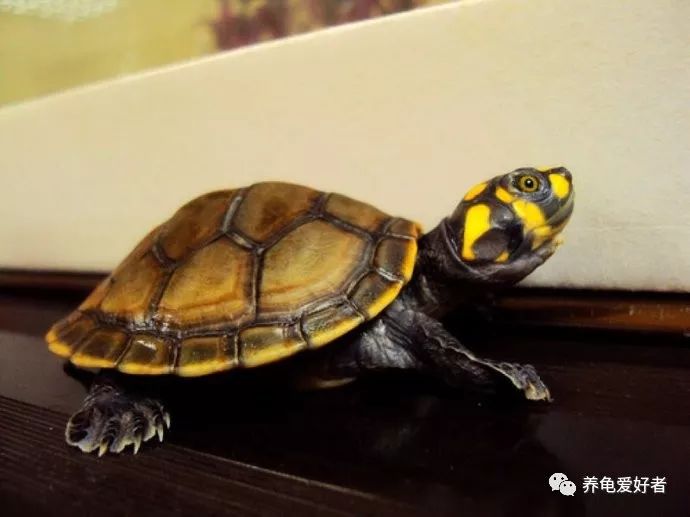 冷水龟皮实好养的推荐,便宜皮实好看的国龟