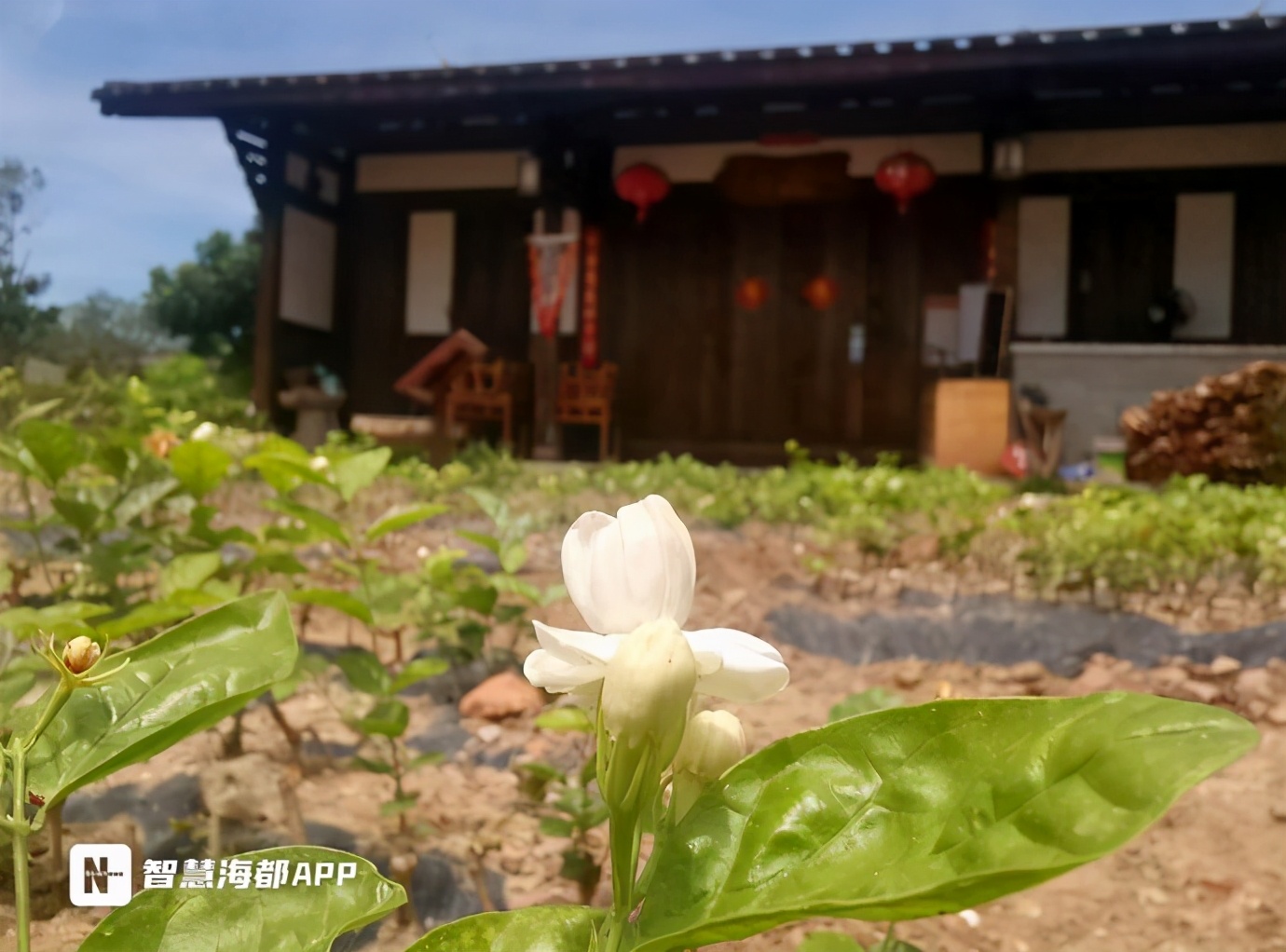 茉莉花怎么耐晒,一年开花300天养不死的花