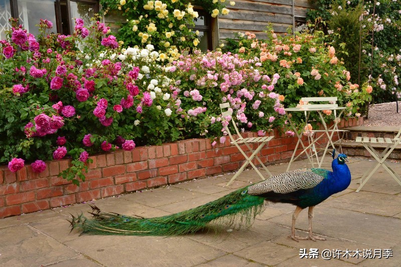 为什么月季养一年就不行了,月季种下去不成活