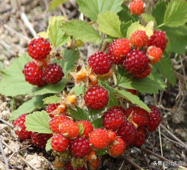 有趣的农村生活食物,农村生活农村娃农村美食