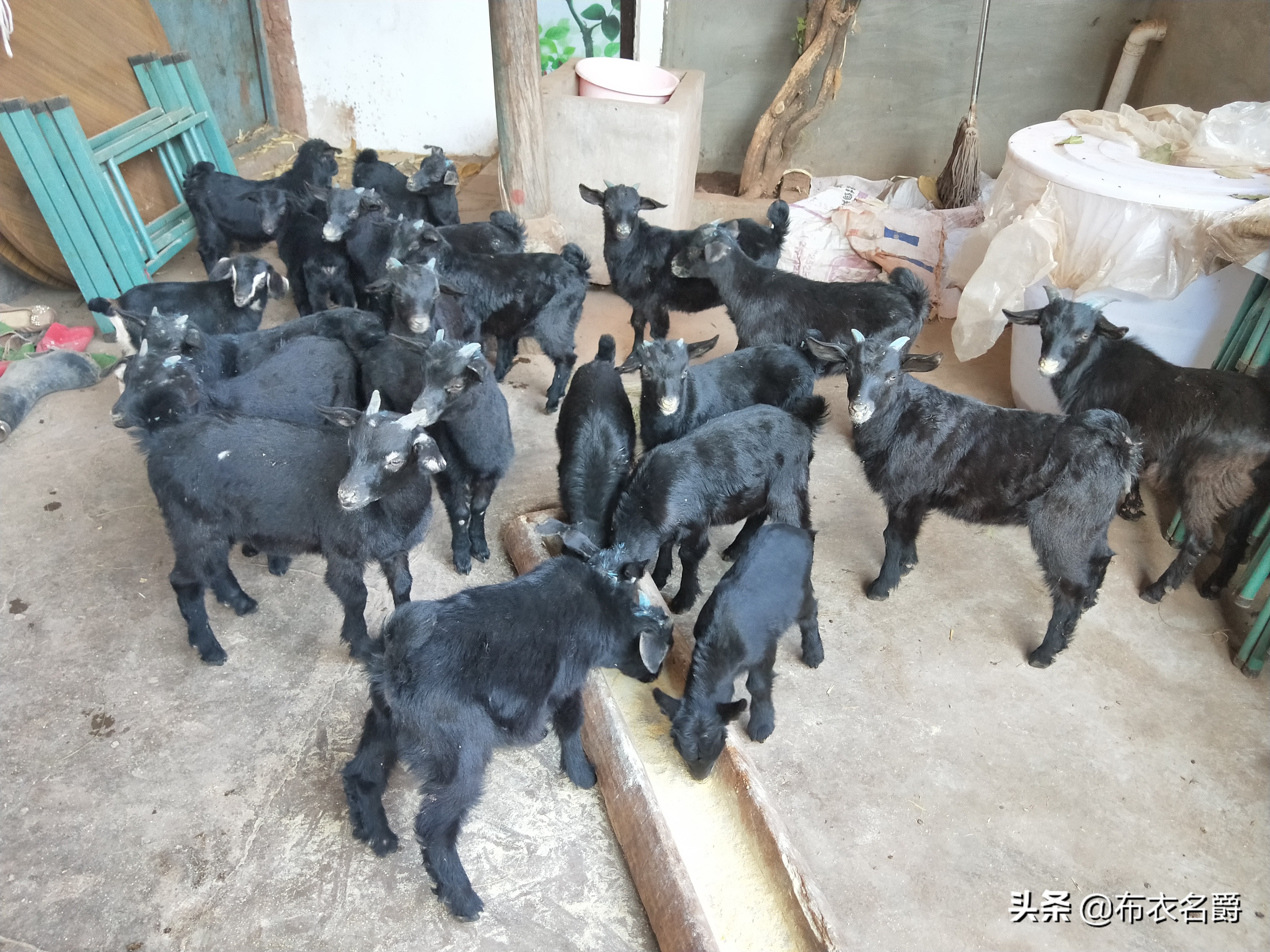 中兽医研究：中医药论治羊四季常见病