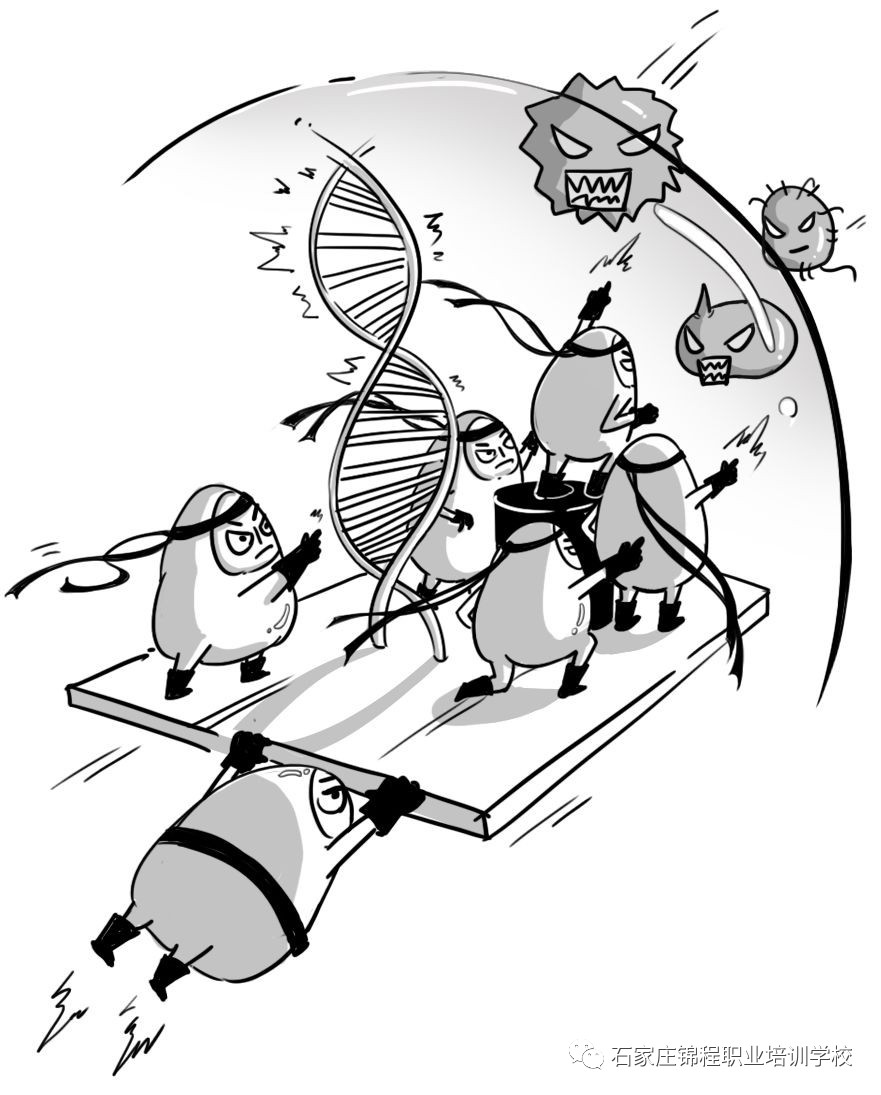 科普漫画脂肪肝,脂肪肝四大误区漫画