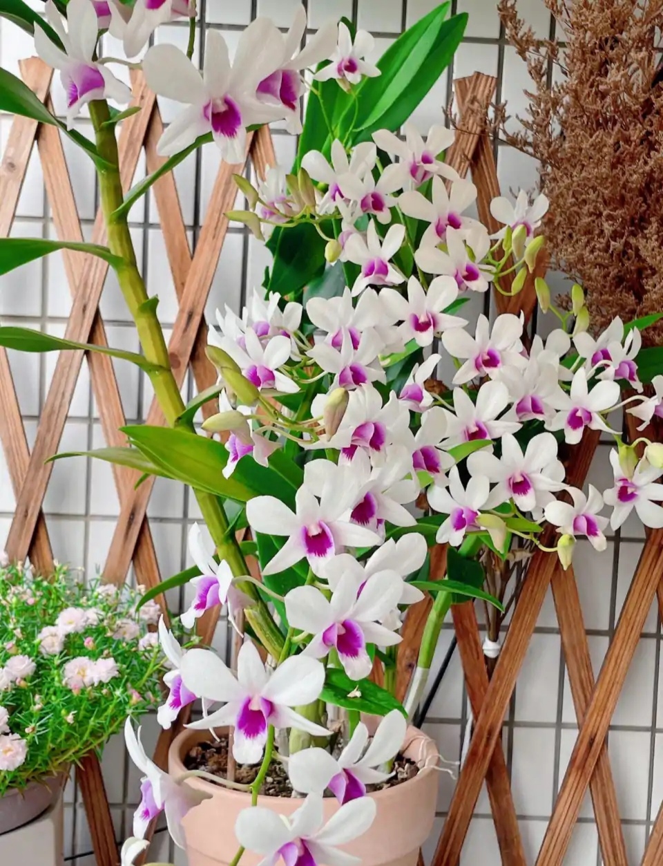 人养花一时养人一生,人养花同时花也养人