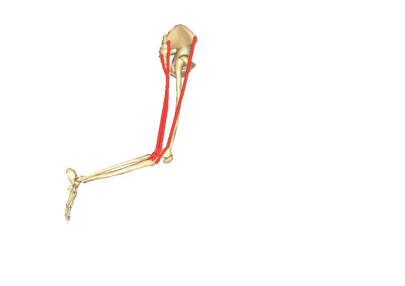 骑自行车膝关节酸是怎么回事,骑自行车时膝盖疼是怎么回事