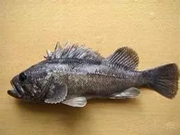 史上最全面的海鲜大咖,史上最全海鲜视频