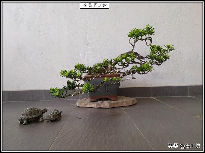 雀舌罗汉松小盆景造型,雀舌罗汉松造型制作视频