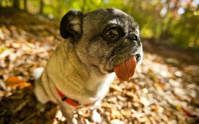 45种名犬大全,72种名犬图片附介绍