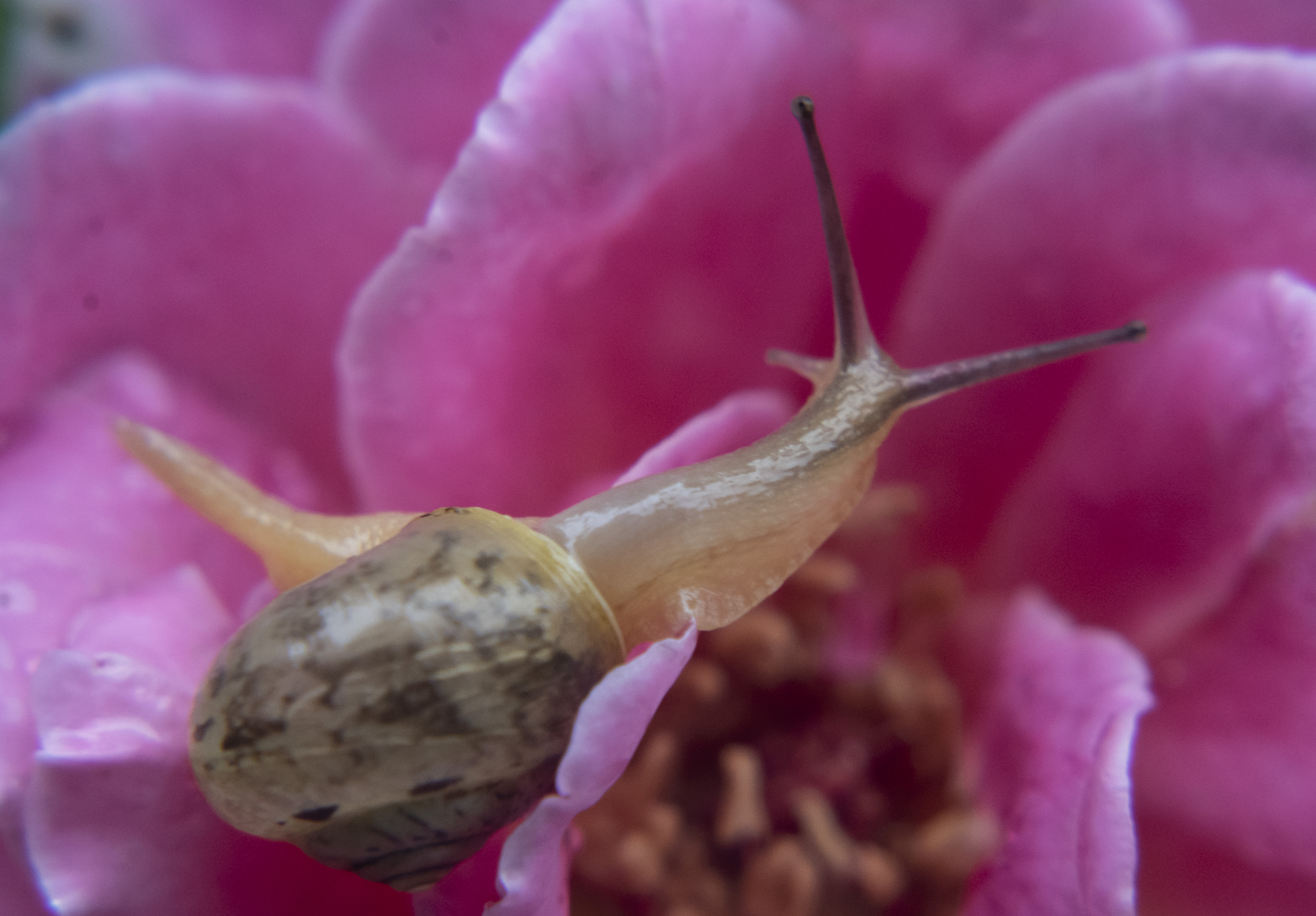 微距摄影后期处理小技巧是什么,微距摄影技巧及配件