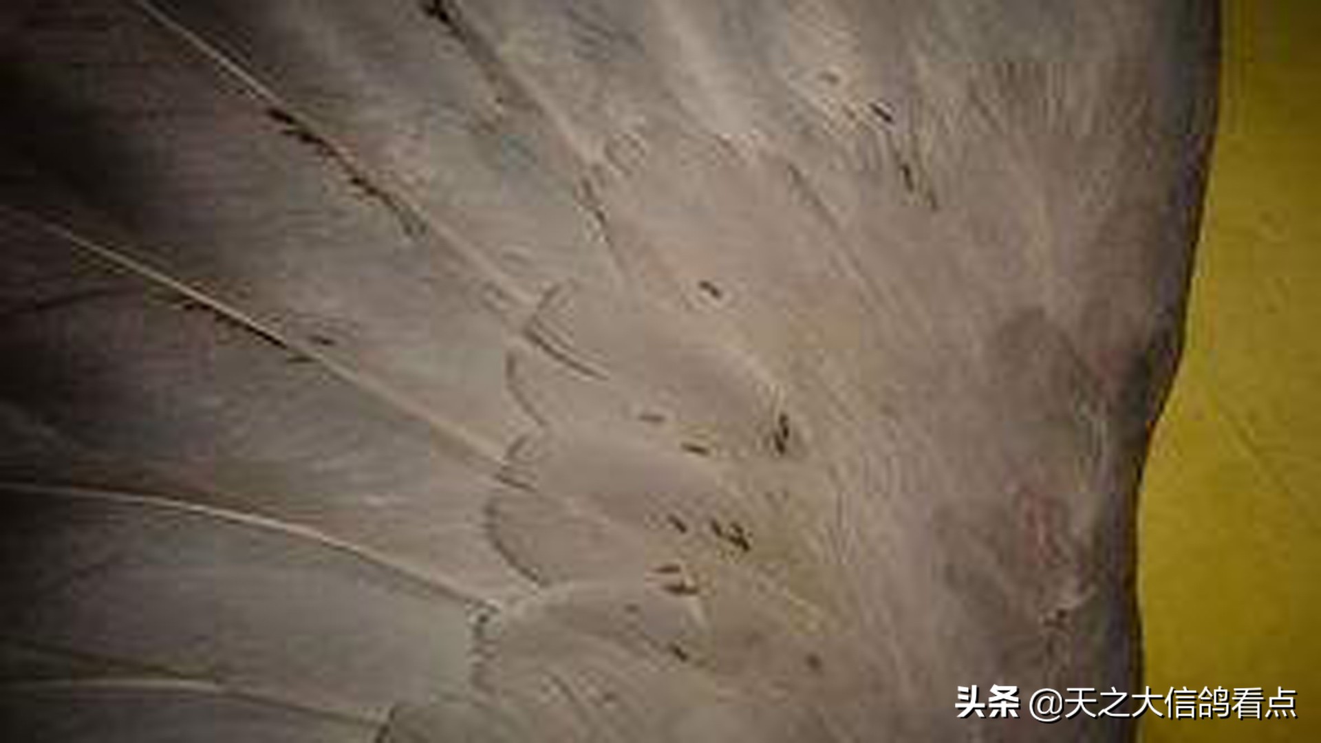 夏季赛鸽怎么控制换羽,赛鸽怎么去羽虱