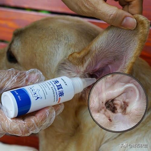 刚给狗狗洗澡就脏了,在家给狗狗洗澡到底是好还是坏