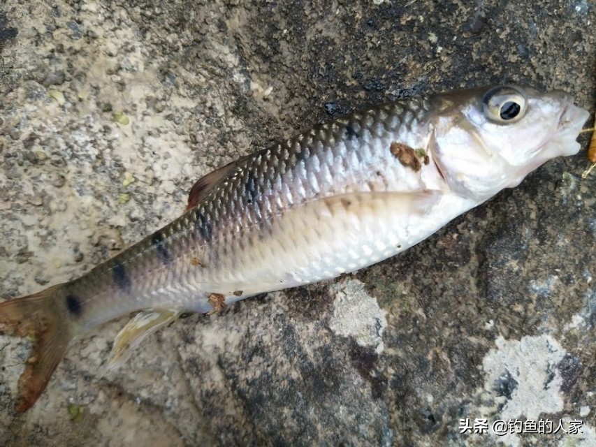 山溪钓小鱼视频,山间小溪钓溪石斑鱼视频