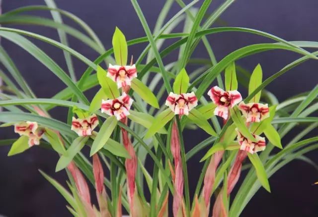 兰花常见病虫害的防治与分享,兰花的病虫害怎么处理最好