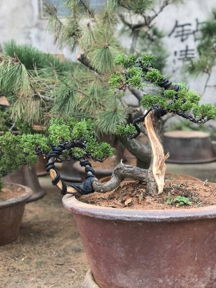 台湾真柏价格表,台湾真柏完整视频