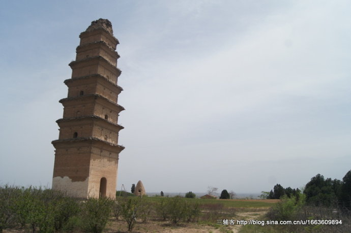 冬天来合阳，赏万顷芦荡，候鸟齐飞（组图）