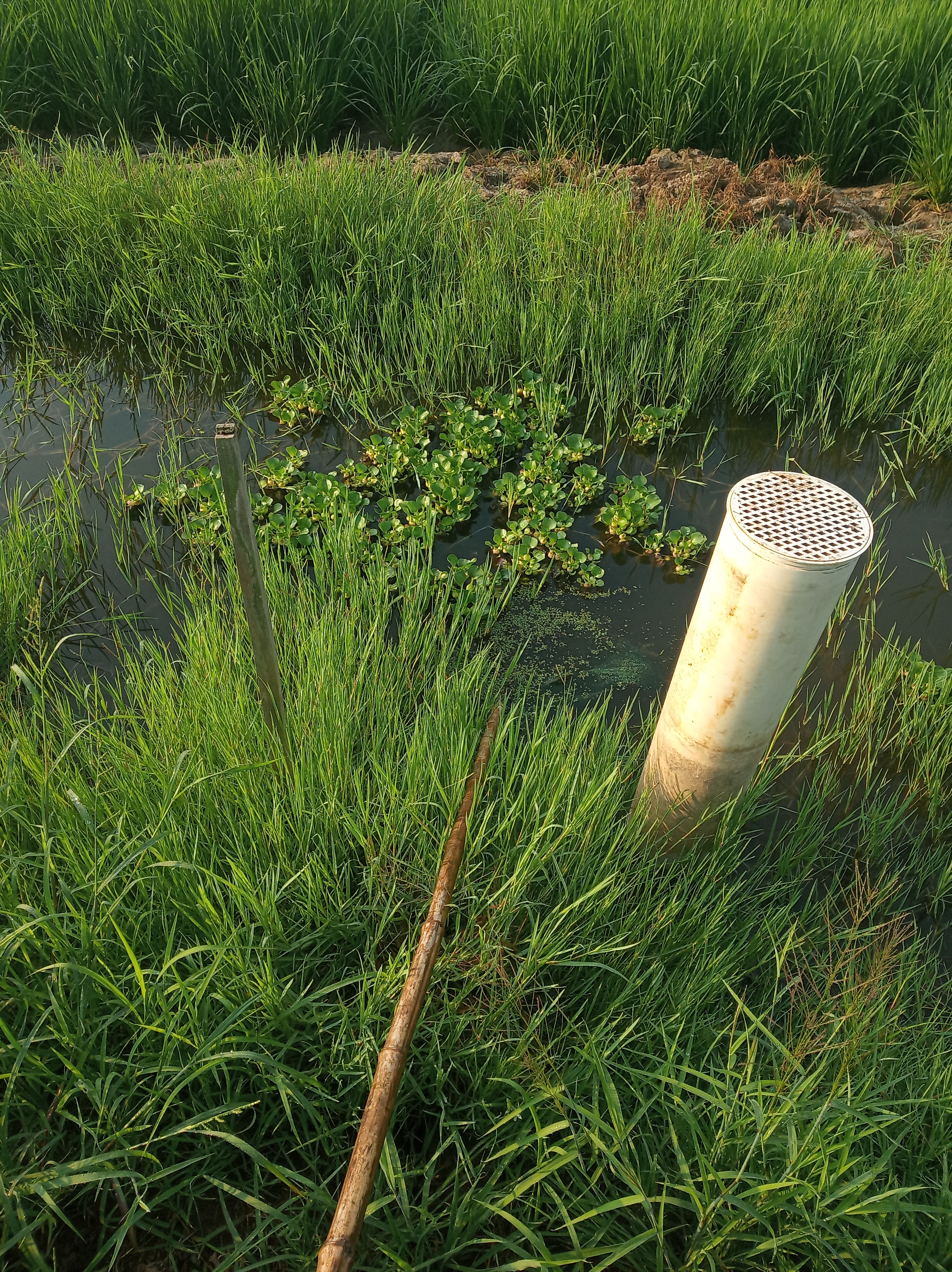 为什么池塘里的鱼不需要打氧,鱼塘养什么鱼不用打氧气