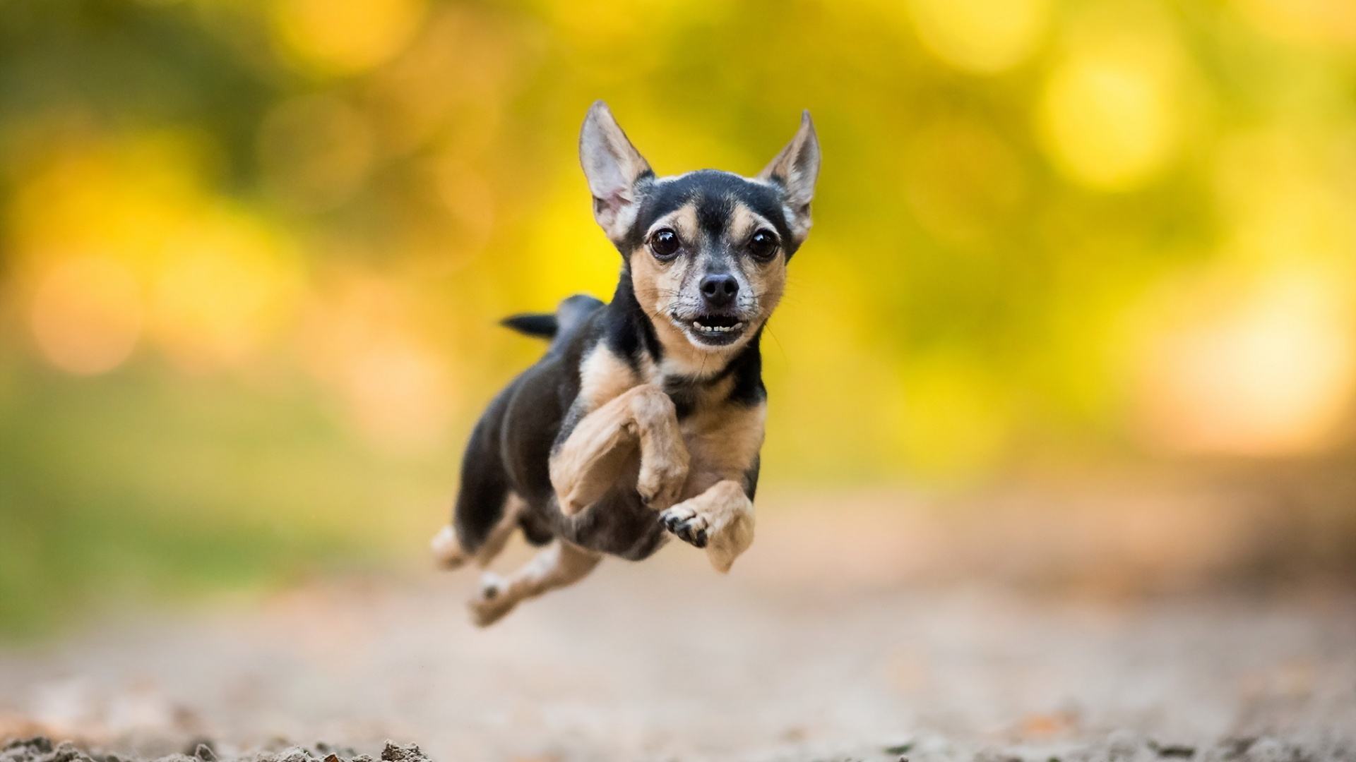 狗狗不停啃jio的八个原因！
