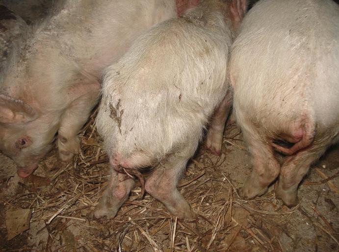 中药防仔猪拉稀的药是什么,猪仔拉稀有什么特效药