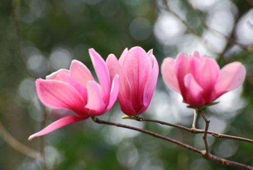 今年有哪些年宵花,春节6种年宵花推荐颜值高寓意好