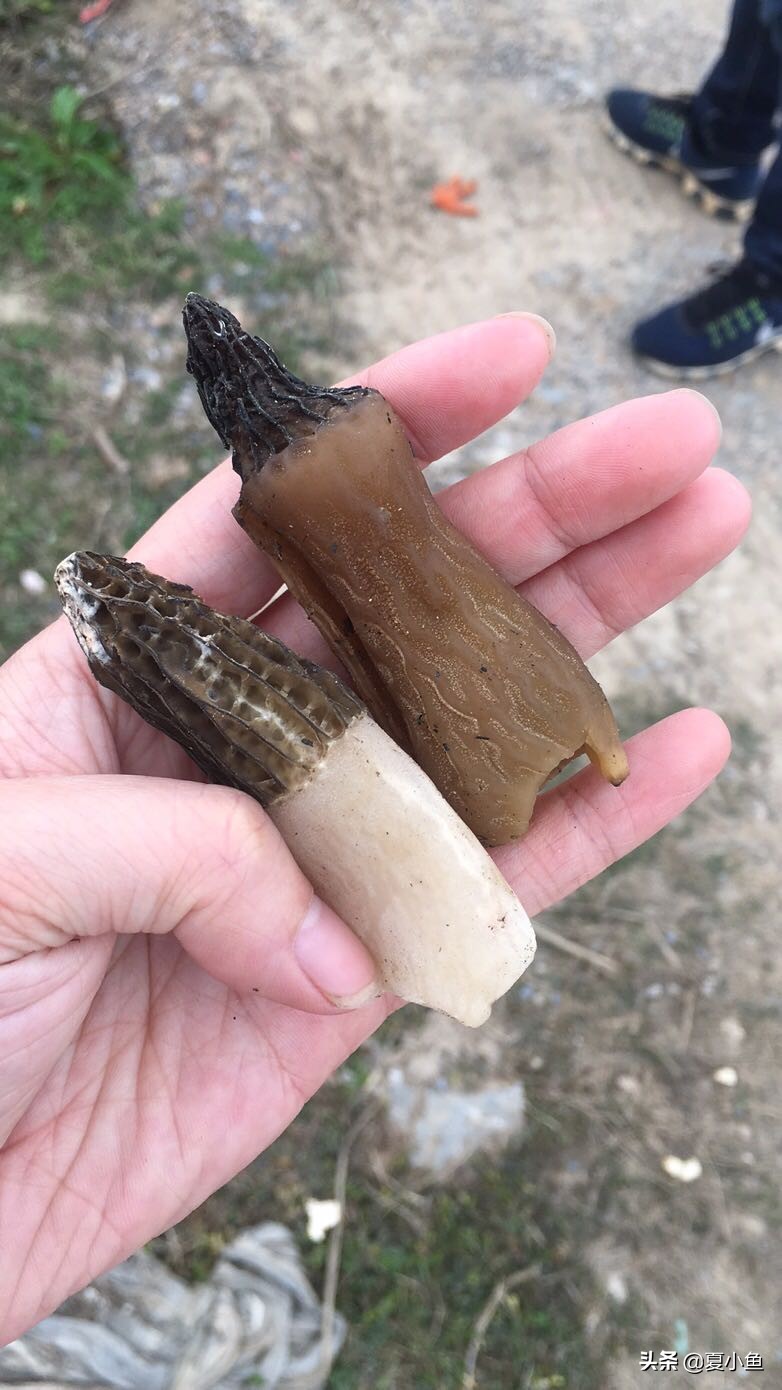 种植羊肚菌亏本的人多吗,羊肚菌种植技术与销路