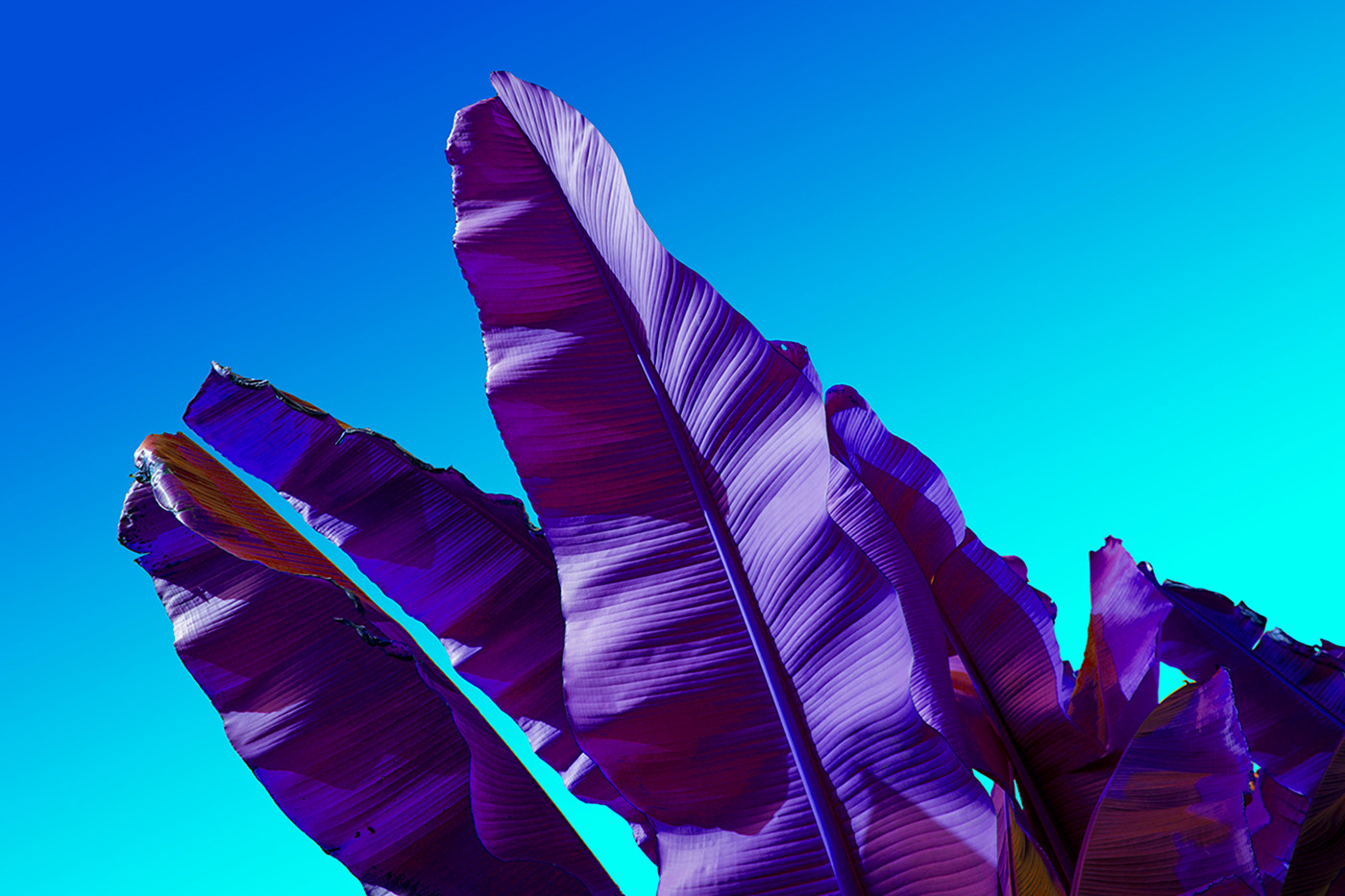 原来树叶也能这样拍,用这几个技巧树叶也能拍得这么美