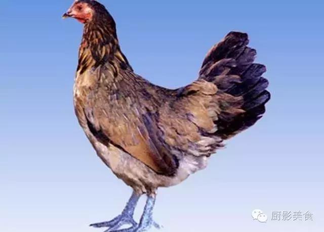 全世界的鸡都在这了，有你认识的吗？