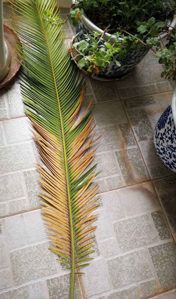 移栽的铁树为何叶子变黄了,铁树叶子变黄怎么办