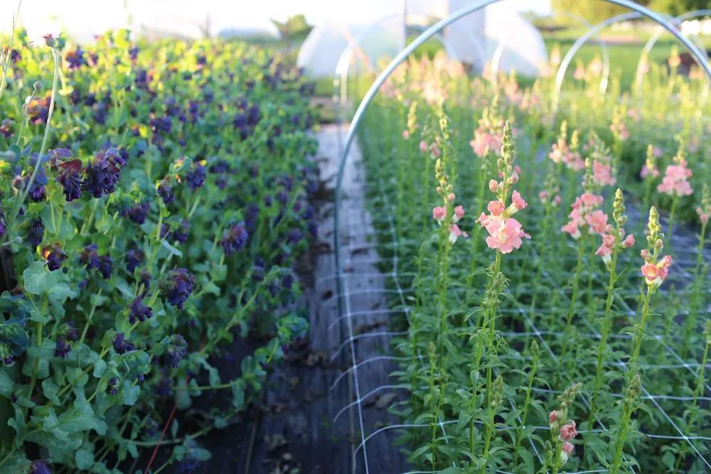 十月花事丨花园覆盖地膜好处多：除草、保暖、保湿、防虫